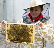 The pro-eco project of saving bees